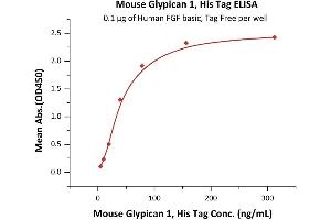 Immobilized Human FGF basic, Tag Free (ABIN2444057,ABIN2180650,ABIN2180649) at 1 μg/mL (100 μL/well) can bind Mouse Glypican 1, His Tag (ABIN6923156,ABIN6938869) with a linear range of 5-78 ng/mL (QC tested). (GPC1 Protein (AA 24-529) (His tag))