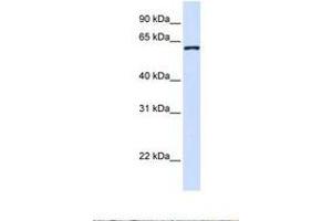 Image no. 1 for anti-DDB1 and CUL4 Associated Factor 12 (DCAF12) (AA 218-267) antibody (ABIN6739330) (DCAF12 antibody  (AA 218-267))