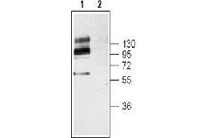 Western blot analysis of mouse brain lysates: - 1. (TRKB antibody  (Extracellular Domain))