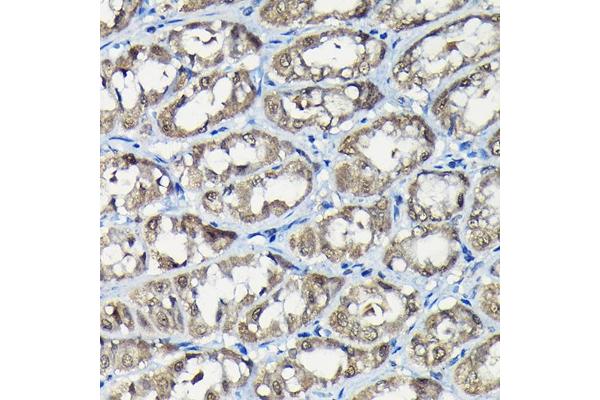 USP5 antibody  (AA 1-280)