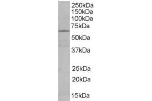 Western Blotting (WB) image for anti-EH-Domain Containing 2 (EHD2) (C-Term) antibody (ABIN2465640) (EHD2 antibody  (C-Term))