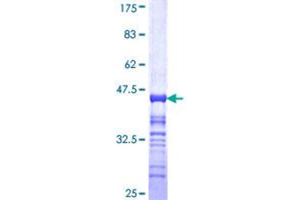 TGOLN2 Protein (AA 229-327) (GST tag)