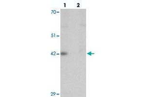 Western blot analysis of DPAGT1 in mouse kidney tissue with DPAGT1 polyclonal antibody  at 1 ug/mL in (lane 1) the absence and (lane 2) the presence of blocking peptide.