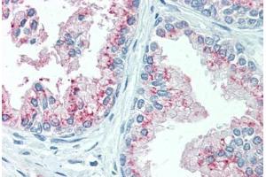 Anti-KIAA1324 antibody  ABIN960788 IHC staining of human prostate. (ELAPOR1 antibody  (N-Term))