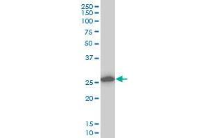 Western Blotting (WB) image for anti-Calpain, Small Subunit 1 (CAPNS1) (AA 172-260) antibody (ABIN598500) (Calpain S1 antibody  (AA 172-260))