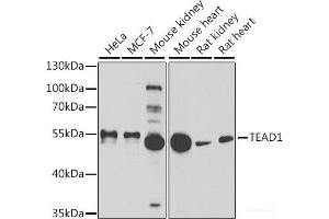 Western blot analysis of extracts of various cell lines using TEAD1 Polyclonal Antibody at dilution of 1:1000.