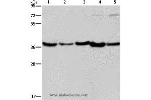 Western blot analysis of Human fetal liver, mouse skeletal muscle and heart tissue, Hela and Jurkat cell, using DNAJB4 Polyclonal Antibody at dilution of 1:200