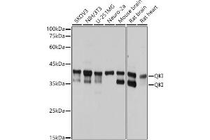 Western blot analysis of extracts of various cell lines, using QKI antibody (ABIN7269699) at 1:1000 dilution. (QKI antibody)