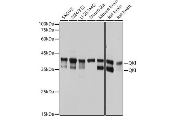 QKI antibody