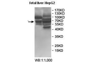 Western blot analysis of fetal liver and HepG2 cell lysate, using BTNL2 antibody. (BTNL2 antibody)