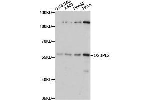 Western blot analysis of extracts of various cell lines, using OSBPL2 antibody (ABIN6292216) at 1:1000 dilution.