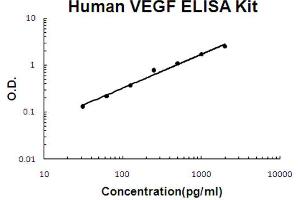 Human VEGF Accusignal ELISA Kit Human VEGF AccuSignal ELISA Kit standard curve.