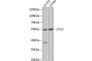 Western blot analysis of extracts of various cell lines using CTU2 Polyclonal Antibody at dilution of 1:3000.