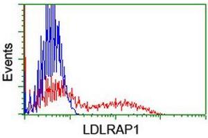 HEK293T cells transfected with either RC206643 overexpress plasmid (Red) or empty vector control plasmid (Blue) were immunostained by anti-LDLRAP1 antibody (ABIN2455236), and then analyzed by flow cytometry. (LDLRAP1 antibody)