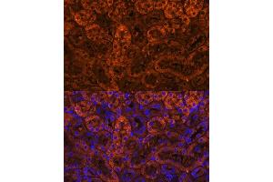 Immunofluorescence analysis of mouse kidney using L Polyclonal Antibody (ABIN6128174, ABIN6143076, ABIN6143077 and ABIN6219002) at dilution of 1:100 (40x lens). (LAMC2 antibody  (AA 862-1111))