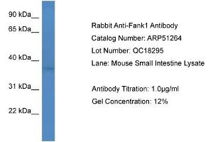 WB Suggested Anti-Fank1  Antibody Titration: 0. (FANK1 antibody  (Middle Region))