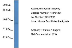 WB Suggested Anti-Fank1  Antibody Titration: 0.