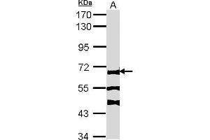 WB Image Sample (30 ug of whole cell lysate) A: NIH-3T3 7. (FANCC antibody  (Center))