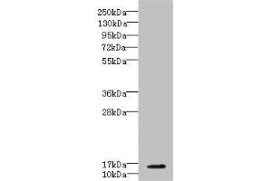 Western blot All lanes: CBY1 antibody IgG at 5. (CBY1/PGEA1 antibody  (AA 1-126))