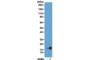 Western blot of acid extracts from HeLa cells untreated (-) or treated (+) with sodium butyrate using recombinant H3K9ac antibody at 0. (Recombinant Histone 3 antibody  (acLys9))