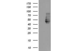 HEK293T cells were transfected with the pCMV6-ENTRY control (Left lane) or pCMV6-ENTRY NPTN (Right lane) cDNA for 48 hrs and lysed. (NPTN antibody)