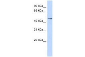 Image no. 1 for anti-Zinc Finger Protein 391 (ZNF391) (AA 215-264) antibody (ABIN6740304) (ZNF391 antibody  (AA 215-264))