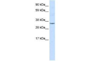 WB Suggested Anti-NR1I3 Antibody Titration:  2.