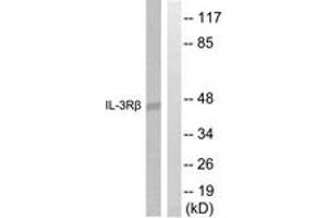 Western blot analysis of extracts from Raw264. (CSF2RB2 antibody  (AA 559-608))