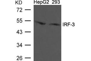 Western blot analysis of extracts from HepG2 and 293 cells using IRF-3 (Ab-396) Antibody. (IRF3 antibody  (AA 394-398))