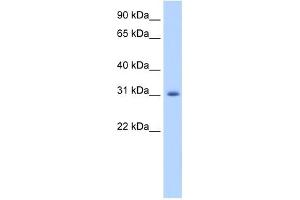 ApoBEC2 antibody used at 1.
