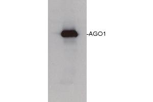 Image no. 1 for anti-Eukaryotic Translation Initiation Factor 2C, 1 (EIF2C1) (N-Term) antibody (ABIN488536) (AGO1 antibody  (N-Term))