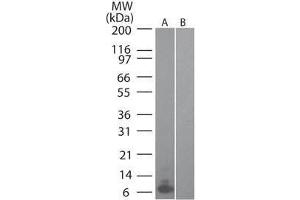 Western Blot of Mouse MIP 3α (RAT) antibody Lane 1: mouse recombinant MIP-3a Lane 2: human recombinant MIP-3a Primary antibody: MIP 3α antibody at 0. (CCL20 antibody)