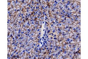 Immunohistochemistry analysis of paraffin-embedded rat pancreas using E-Cadherin Monoclonal Antibody at dilution of 1:300. (E-cadherin antibody)