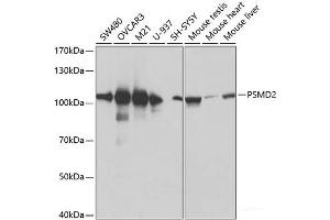 Western blot analysis of extracts of various cell lines using PSMD2 Polyclonal Antibody at dilution of 1:600.