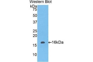 Western Blotting (WB) image for anti-Leukocyte-Associated Immunoglobulin-Like Receptor 2 (LAIR2) (AA 21-152) antibody (ABIN1859594) (LAIR2 antibody  (AA 21-152))