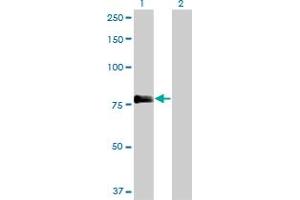 Western Blot analysis of PLEKHC1 expression in transfected 293T cell line by PLEKHC1 monoclonal antibody (M09), clone 2G11. (FERMT2 antibody  (AA 1-680))