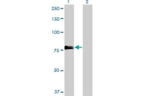 FERMT2 antibody  (AA 1-680)