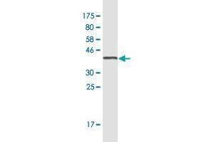 Western Blot detection against Immunogen (35.