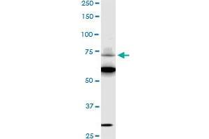SREBF1 monoclonal antibody (M01), clone 4B10 Western Blot analysis of SREBF1 expression in HepG2 . (SREBF1 antibody  (AA 801-900))