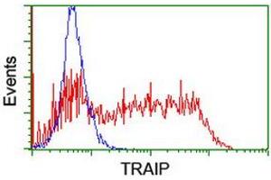 Image no. 2 for anti-TRAF Interacting Protein (TRAIP) (AA 67-313) antibody (ABIN1491634) (TRAIP antibody  (AA 67-313))