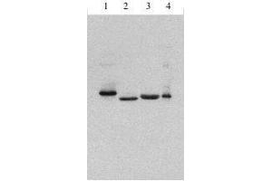 Rabbit anti Type I IFN  antibody at 1 ug/ml western blot of 1]  Consensus IFN alpha, 2] IFN alpha 2a, 3] IFN beta 1 b, 4] IFN alpha 1 (Pan Type 1 Interferon (Includes alpha 1 and 2a) antibody)