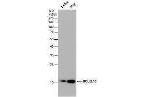 WB Image Various whole cell extracts (30 μg) were separated by 12% SDS-PAGE, and the membrane was blotted with BCL2L10 antibody [N2C2], Internal , diluted at 1:1000. (BCL2L10 antibody)