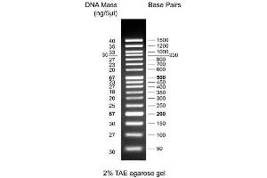 Image no. 1 for 50bp DNA Ladder (ABIN2868528) (50bp DNA Ladder)