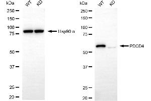 Western blotting analysis using PDCD4 antibody (ABIN7799907).