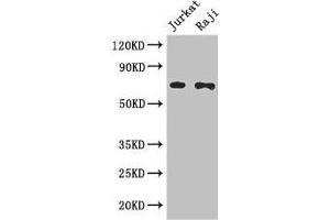 Western Blot Positive WB detected in: Jurkat whole cell lysate, Raji whole cell lysate All lanes: CDC25B antibody at 3 μg/mL Secondary Goat polyclonal to rabbit IgG at 1/50000 dilution Predicted band size: 65, 64, 61, 68 kDa Observed band size: 65 kDa (CDC25B antibody  (AA 1-195))