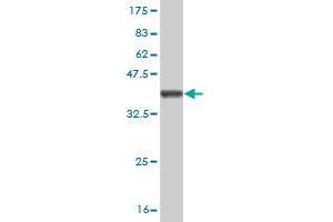 Western Blot detection against Immunogen (36. (TAB1 antibody  (AA 3-100))