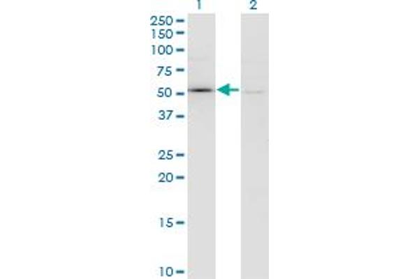 Factor XI antibody  (AA 286-385)