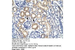 Human kidney (DREAM antibody  (N-Term))