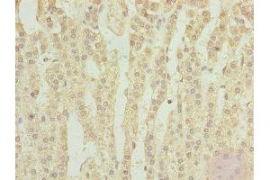 Immunohistochemistry of paraffin-embedded human adrenal gland tissue using ABIN7151467 at dilution of 1:100 (TPRKB antibody  (AA 1-175))