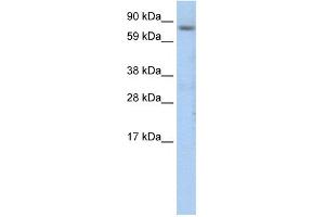 WB Suggested Anti-CEBPZ Antibody Titration:  1. (CEBPZ antibody  (N-Term))